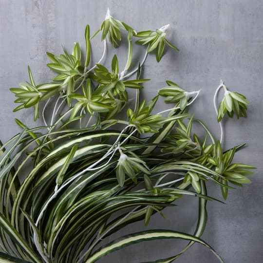 Variegated Spider Bush Classic Greenery Collection by Ashland®